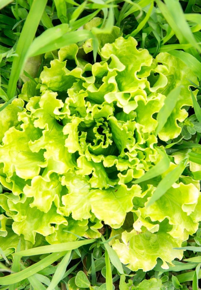 Lechuga-en-la-huerta